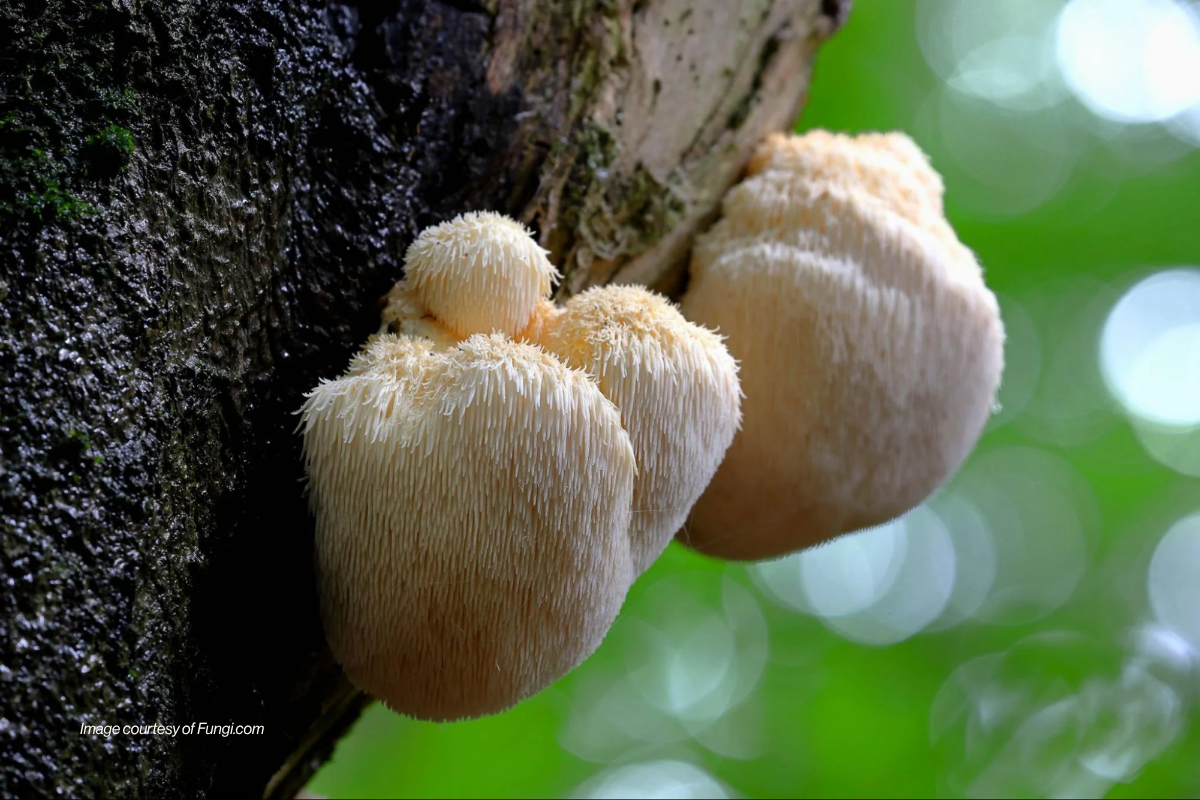 Close-up of cream-colored Lion’s Mane mushrooms growing on a tree trunk, with soft green forest light blurred in the background.